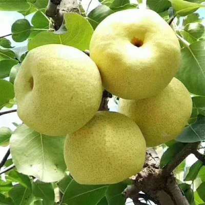 [鲜贝达]新鲜砀山酥梨5斤装 当季脆甜梨子 早酥梨 梨子