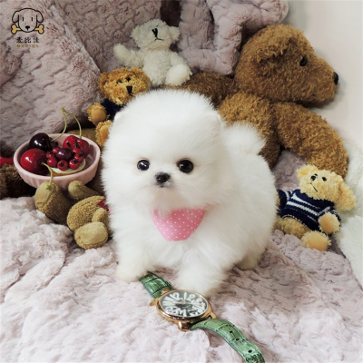 麦比佳宠物狗狗活体博美犬幼犬活体哈多利系球体博美俊介狗狗小体玩具型血统级长不大茶杯犬纯白色黄色博美狗