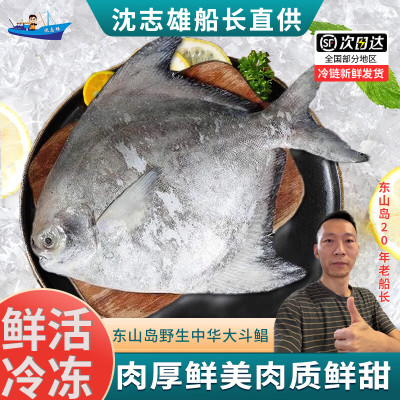 沈志雄福建澳角村海捕中华鲳斗鲳鱼平鱼镜鱼扁鱼中华鲳王年货年夜饭送礼