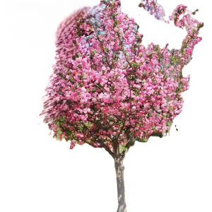 诚智旺 海棠树 6公分 棵