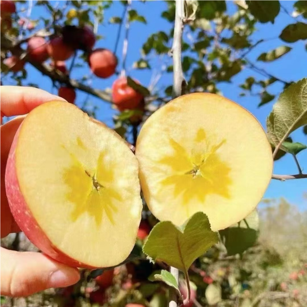 三峡高山果园基地冰糖心苹果4.5斤大果80-85MM/箱