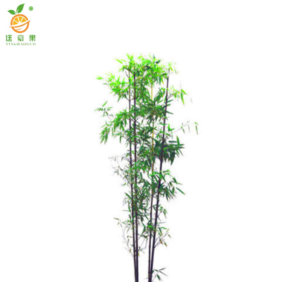 廷豪果 玉竹 4米高 /棵