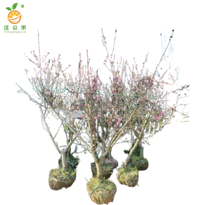 廷豪果 碧桃 冠幅100-120cm /棵