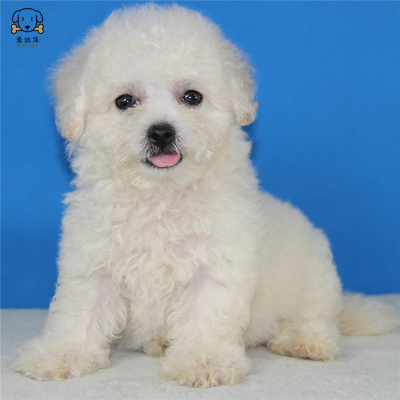 麦比佳宠物 比熊犬 比熊幼犬活体 宠物狗狗法国卷毛比熊狗 双血统精品白色活体比熊 小体玩具型茶杯犬标准型视频挑选