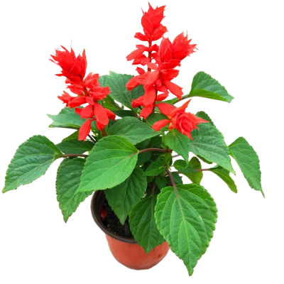 诚智旺 草花(串串红) 营养杯育苗/束