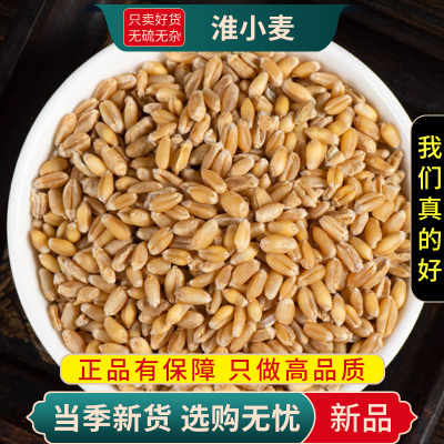 甄选淮小麦100克干货干货新货正品原材料另售甘麦大枣9260
