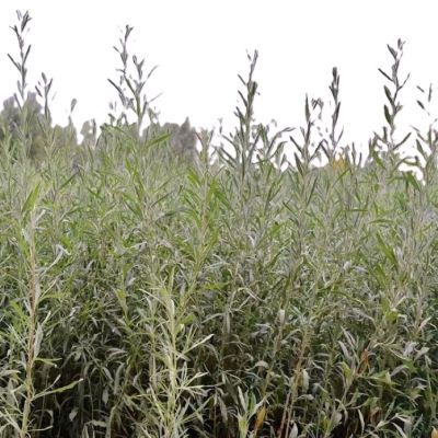 诚智旺 四翅滨藜苗 40-60公分 /棵