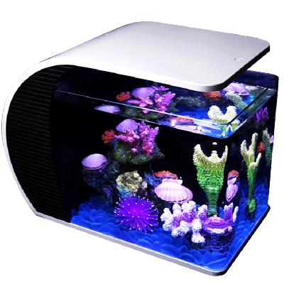 热带金鱼缸水族箱小型珊瑚套餐鱼缸玻璃造景生态真水套餐鱼