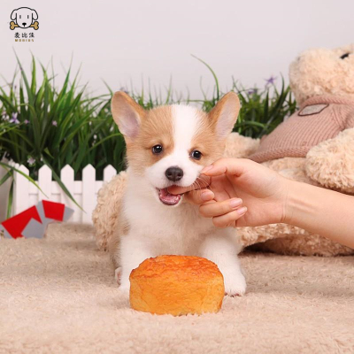 柯基犬幼犬 柯基狗狗活体 纯种血统级双色三色柯基犬小狗 贵族矮脚骑士断尾迷人柯基 小体柯基可视频挑选