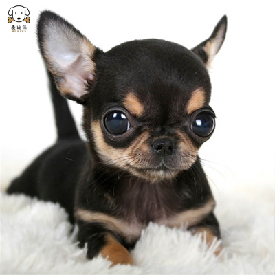 麦比佳吉娃娃狗狗活体 纯种双血统小体吉娃娃狗狗宠物狗吉娃娃苹果头铁包金娃娃狗黑白花长不大迷你墨西哥吉娃娃犬 视频挑选