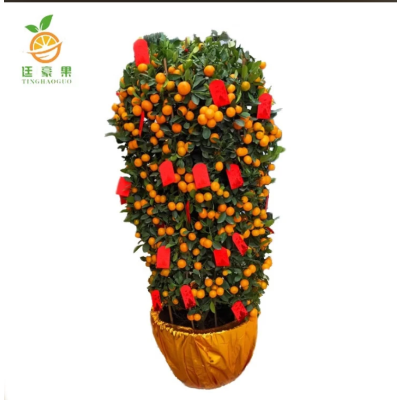 廷豪果 年桔盆栽 2.1米高 /棵