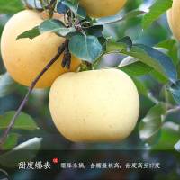 鲜贝达 精选奶油富士5斤礼盒装[净重4.5斤][6-9枚]