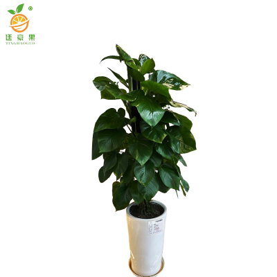 廷豪果 绿萝柱 1.5米高 /棵