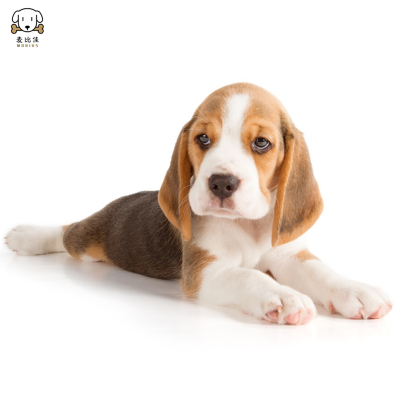 麦比佳宠物 比格狗狗活体花色比格犬幼犬纯种血统级比格短毛米格鲁猎兔犬比格猎狗高智商家养中小型犬 视频挑选