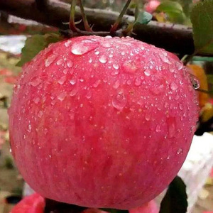 [鲜贝达]精选陕西洛川红富士苹果12枚红色商务伴手礼袋 [单果85mm][约7斤]