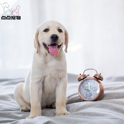 [点点宠物]宠物狗狗拉布拉多犬幼犬 纯种血统级短毛拉布拉多导盲犬 赛级大骨架高智商拉布 家养宠物狗 可视频挑选 包健康