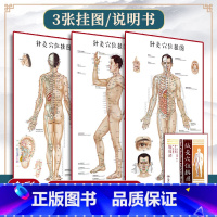 董氏奇穴与经穴对照大挂图 [正版]1m*0.5m3张 针灸穴位挂图全彩彩图版 正面侧面背面三张全开本耳穴足穴 靳士英人体