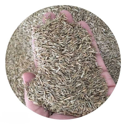 诚智旺 矮生黑麦草草籽 净籽/千克