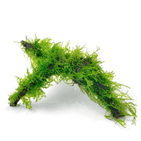 水木头沉木水榕莫丝树成品热带鱼缸鱼缸造景装饰沉木莫斯免CO2