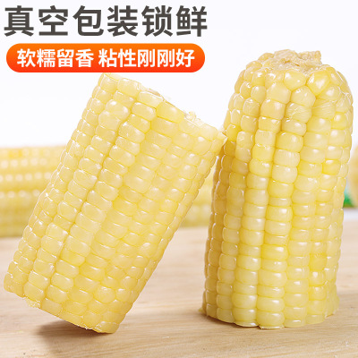 [西沛生鲜]新鲜白糯玉米 10根 单根260-350g 黏玉米甜糯玉米袋装粘玉米黄糯玉米现摘