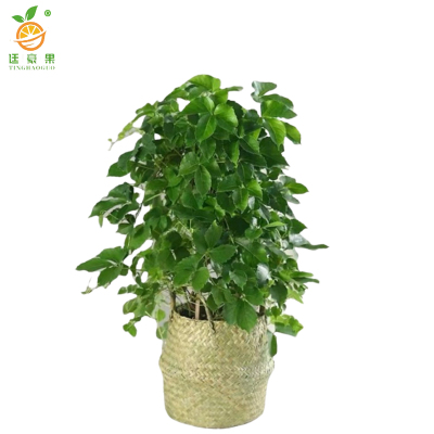 廷豪果 三叶爬山虎 30cm高10棵 /捆