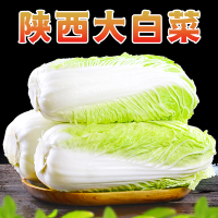 [西沛生鲜]新鲜大白菜 净重2.5斤 当季时令新鲜大白菜农家自种蔬菜白菜整颗白菜产地直发
