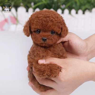 麦比佳泰迪犬幼犬 泰迪犬狗狗活体茶杯犬泰迪宠物狗小体玩具型长不大微小体贵宾犬泰迪贵宾杯子狗视频挑选包健康狗狗
