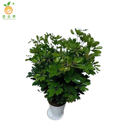 廷豪果 鸭掌木盆栽 胸径5-6cm /棵