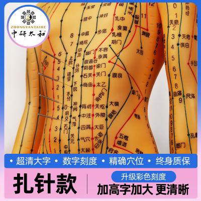 中医针灸穴位图人体模型教学男女全身十二经络小皮人针灸数字定位 铜色女软模超清(带数字定位)48cm可扎针