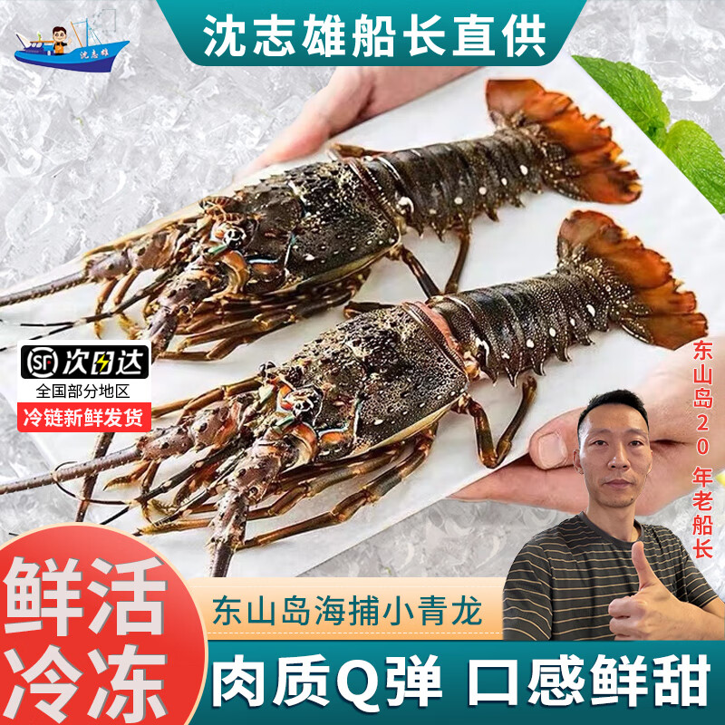 [国产]沈志雄船长 东山岛海鲜海捕小青龙虾鲜活速冻 400-450g/只 共2只