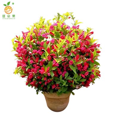 廷豪果 锦带球 冠幅80cm /棵