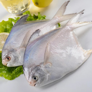 23沈志雄 船长国产福建东山岛澳角村海鲜海捕白鲳鱼鲳鱼平鱼银鲳鱼小白鲳 中白鲳4条共1.7-1.9斤