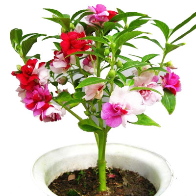 津沽园艺家庭园艺花卉种子七彩凤仙凤仙花指甲草种子1包