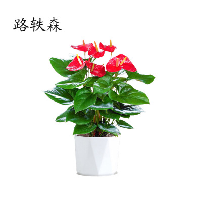 路轶森 观赏红掌 30cm 棵
