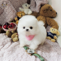 麦比佳宠物狗狗活体博美犬幼犬活体哈多利系球体博美俊介狗狗小体玩具型血统级长不大茶杯犬纯白色黄色博美狗