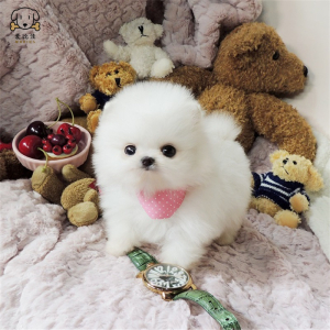 麦比佳宠物狗狗活体博美犬幼犬活体哈多利系球体博美俊介狗狗小体玩具型血统级长不大茶杯犬纯白色黄色博美狗