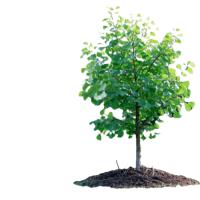 诚智旺 银杏树 6公分 / 棵