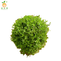 廷豪果 水蜡球 冠幅80cm /棵