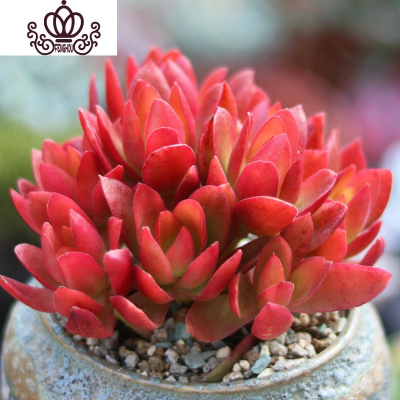 火祭多肉价格 火祭多肉最新报价 火祭多肉多少钱 苏宁易购