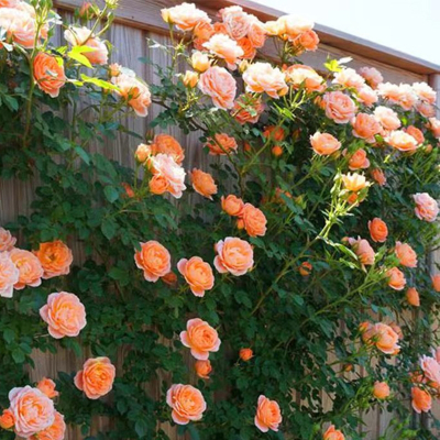 蔷薇花苗藤本月季古达特大花树爬藤植物阳台爬墙花卉玫瑰盆栽四季开花