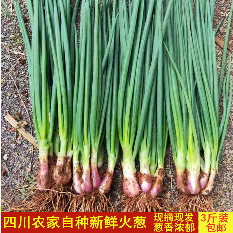 赛卡伊 四川农家小香葱新鲜火葱细葱现摘现发蘸水水葱时令蔬菜