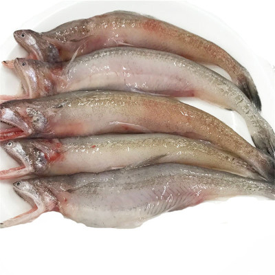 九肚鱼 新鲜龙头鱼 鲜活豆腐鱼 水龙鱼 水潺鱼 顺丰1kg