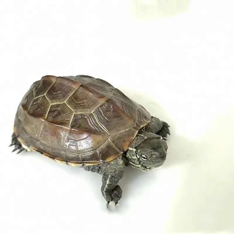 [家养乌龟]中华草龟苗金线墨龟观赏招财活体水龟小乌龟活物宠物 7-8