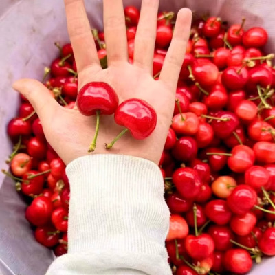 企采严选 大樱桃美早助农新鲜香甜可口3斤