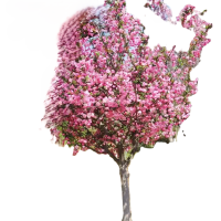 诚智旺 海棠树 6公分 棵