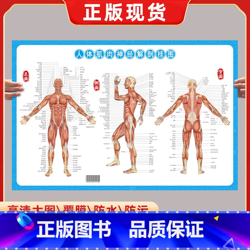 人体肌肉神经解刨挂图 [正版]人体肌肉神经解刨挂图 铜版纸 全身肌肉骨骼器官结构解剖大挂图男性肌肉分布图人体骨骼