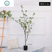 海藻植物图片 海藻植物图片大全 苏宁易购