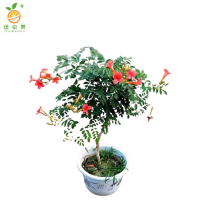 廷豪果 凌霄花 0.5cm /棵