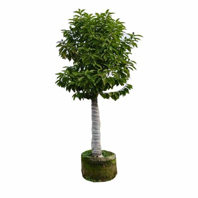 海铁科技白玉兰树6m Φ15-18/棵