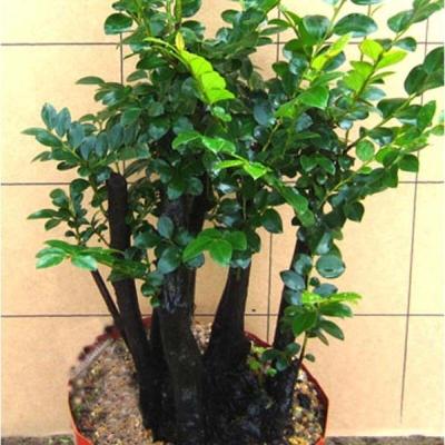子暄小叶紫檀盆景盆栽植物室内绿植四季常青办公室桌面盆栽大号紫檀5根一盆30-35厘米高左带盆栽好